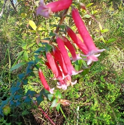 Epacris longiflora (Fuchsia Heath) at Budderoo, NSW - 2 Dec 2024 by plants