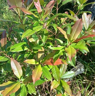 Quintinia sieberi (Possumwood) at Budderoo, NSW - 1 Dec 2024 by plants