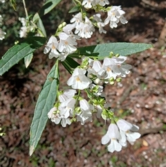 Prostanthera lasianthos (Victorian Christmas Bush) at Wildes Meadow, NSW - 1 Dec 2024 by plants