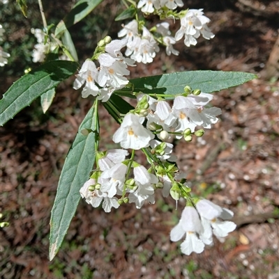 Prostanthera lasianthos (Victorian Christmas Bush) at Wildes Meadow, NSW - 1 Dec 2024 by plants