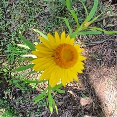 Xerochrysum bracteatum (Golden Everlasting) at Wildes Meadow, NSW - 1 Dec 2024 by plants