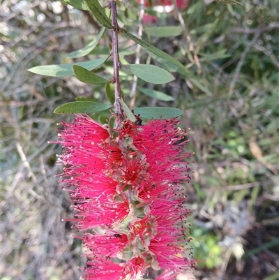 Callistemon citrinus (Crimson Bottlebrush) at Fitzroy Falls, NSW - 2 Dec 2024 by plants