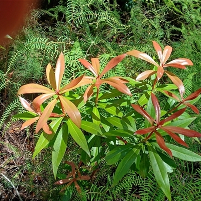 Tasmannia insipida (Brush Pepperbush, Dorrigo Pepper) at Fitzroy Falls, NSW - 1 Dec 2024 by plants