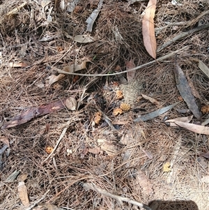 Calyptorhynchus lathami lathami at Fitzroy Falls, NSW by plants