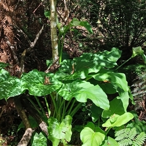 Zantedeschia aethiopica (Arum Lily) at Fitzroy Falls, NSW by plants