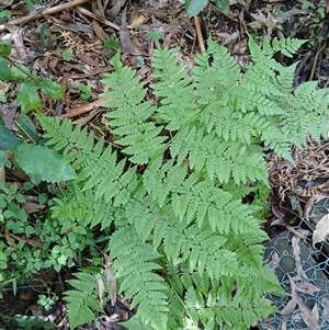 Diplazium australe (Austral Lady Fern) at Fitzroy Falls, NSW by plants