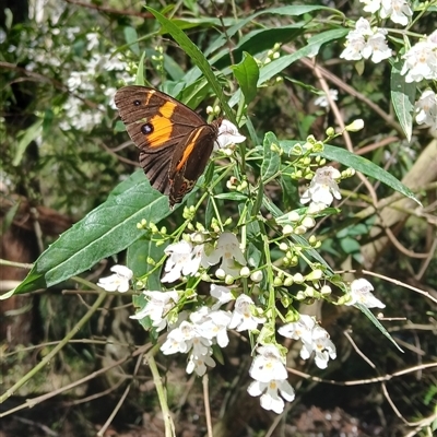 Tisiphone abeona at Wildes Meadow, NSW - 1 Dec 2024 by plants