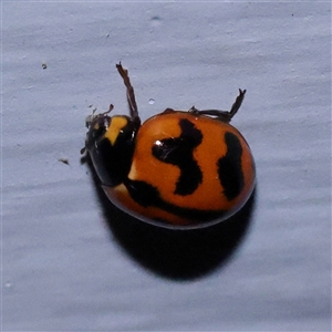 Coccinella transversalis (Transverse Ladybird) at Turner, ACT by ConBoekel