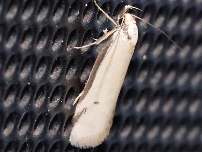 Philobota latifissella (A Concealer moth (Philobota group) at Turner, ACT - 28 Nov 2024 by ConBoekel