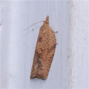 Meritastis laganodes at Turner, ACT - 28 Nov 2024 08:55 PM