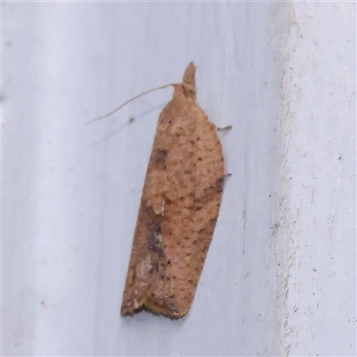 Meritastis laganodes (A Tortrix moth) at Turner, ACT - 28 Nov 2024 by ConBoekel