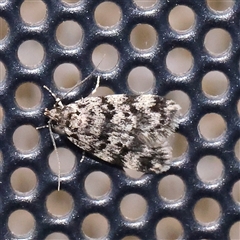 Barea codrella (A concealer moth) at Turner, ACT - 1 Dec 2024 by ConBoekel