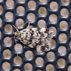 Barea codrella (A concealer moth) at Turner, ACT by ConBoekel