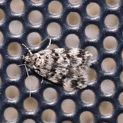 Barea codrella (A concealer moth) at Turner, ACT - 1 Dec 2024 by ConBoekel