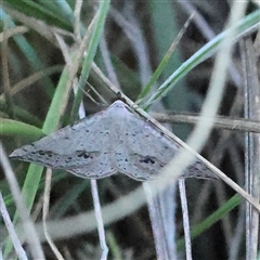 Taxeotis (genus) (Unidentified Taxeotis geometer moths) at Gundaroo, NSW - 2 Dec 2024 by ConBoekel