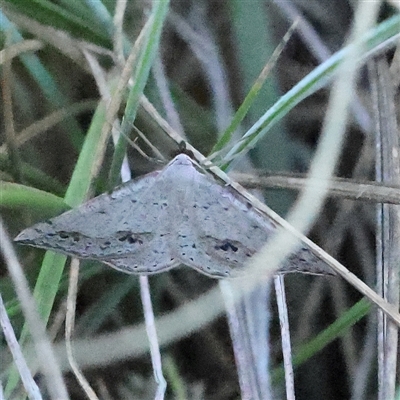 Taxeotis (genus) (Unidentified Taxeotis geometer moths) at Gundaroo, NSW - 2 Dec 2024 by ConBoekel