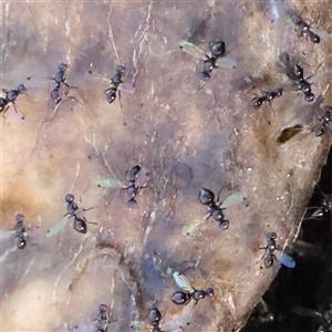 Parapalaeosepsis plebeia (Ant fly) at Gundaroo, NSW by ConBoekel