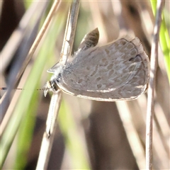 Zizina otis (Common Grass-Blue) at Gundaroo, NSW - 1 Dec 2024 by ConBoekel