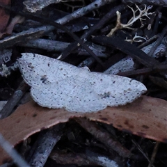 Taxeotis intextata (Looper Moth, Grey Taxeotis) at Gundaroo, NSW - 2 Dec 2024 by ConBoekel