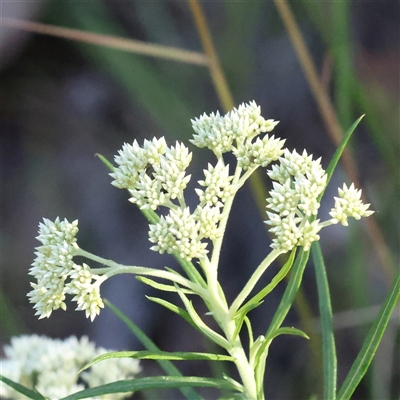 Cassinia longifolia (Shiny Cassinia, Cauliflower Bush) at Gundaroo, NSW - 2 Dec 2024 by ConBoekel