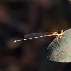 Xanthagrion erythroneurum (Red & Blue Damsel) at Gundaroo, NSW - 2 Dec 2024 by ConBoekel