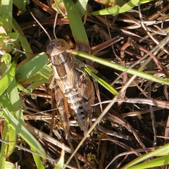 Brachyexarna lobipennis (Stripewinged meadow grasshopper) at Gundaroo, NSW - 1 Dec 2024 by ConBoekel