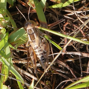 Brachyexarna lobipennis at Gundaroo, NSW - 2 Dec 2024 08:10 AM