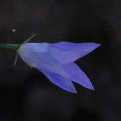 Wahlenbergia luteola (Yellowish Bluebell) at Gundaroo, NSW - 2 Dec 2024 by ConBoekel