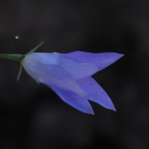 Wahlenbergia luteola at Gundaroo, NSW - 2 Dec 2024 08:05 AM