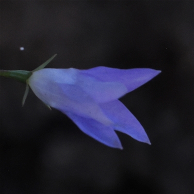 Wahlenbergia luteola (Yellowish Bluebell) at Gundaroo, NSW - 1 Dec 2024 by ConBoekel