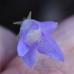 Wahlenbergia luteola at Gundaroo, NSW - 2 Dec 2024 08:05 AM