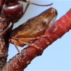 Katipo rubrivenosa (A leafhopper) at Gundaroo, NSW - 1 Dec 2024 by ConBoekel