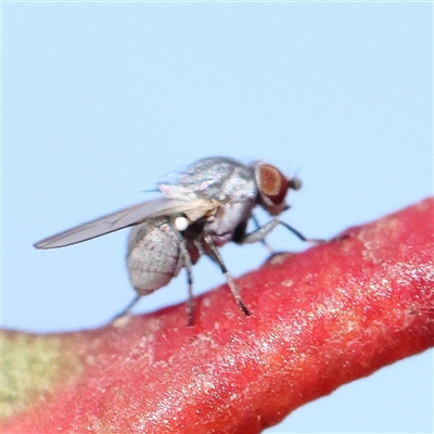 Unidentified True fly (Diptera) at Gundaroo, NSW - 1 Dec 2024 by ConBoekel