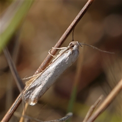 Xylorycta argentella at Gundaroo, NSW - 2 Dec 2024 by ConBoekel