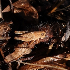 Phaulacridium vittatum (Wingless Grasshopper) at Gundaroo, NSW - 1 Dec 2024 by ConBoekel