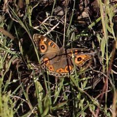 Junonia villida (Meadow Argus) at Gundaroo, NSW - 1 Dec 2024 by ConBoekel