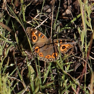 Junonia villida (Meadow Argus) at Gundaroo, NSW by ConBoekel