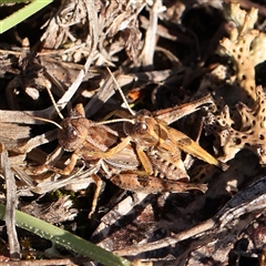 Brachyexarna lobipennis (Stripewinged meadow grasshopper) at Gundaroo, NSW - 1 Dec 2024 by ConBoekel