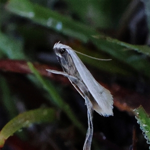 Zacorus carus at Gundaroo, NSW by ConBoekel