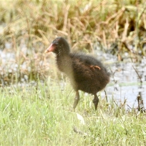 Porphyrio melanotus at Fyshwick, ACT by KMcCue