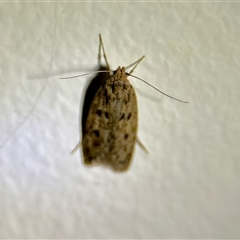 Hofmannophila pseudospretella (Brown House Moth) at Aranda, ACT - 2 Dec 2024 by KMcCue