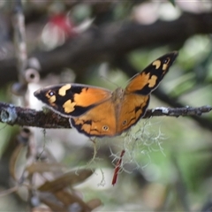 Heteronympha merope (Common Brown Butterfly) at Fitzroy Falls, NSW - 2 Dec 2024 by plants