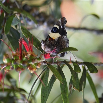 Vanessa itea (Yellow Admiral) at Fitzroy Falls, NSW - 2 Dec 2024 by plants