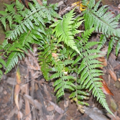 Lastreopsis acuminata (Shiny Shield Fern) at Fitzroy Falls, NSW - 2 Dec 2024 by plants