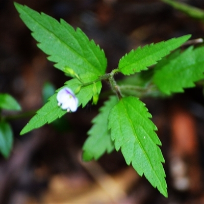 Veronica notabilis (Forest Speedwell) at Fitzroy Falls, NSW - 2 Dec 2024 by plants