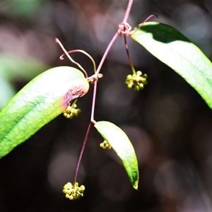 Smilax glyciphylla (Native Sarsaparilla) at Fitzroy Falls, NSW by plants