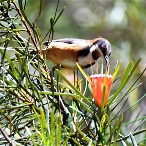 Acanthorhynchus tenuirostris (Eastern Spinebill) at Fitzroy Falls, NSW by plants