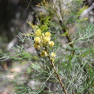 Petrophile pedunculata (Conesticks) at Fitzroy Falls, NSW - 2 Dec 2024 by plants