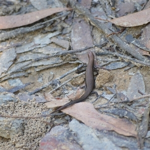 Lampropholis delicata at Fitzroy Falls, NSW by plants