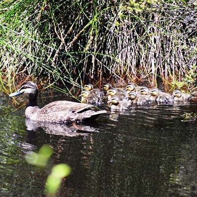 Anas superciliosa (Pacific Black Duck) at Fitzroy Falls, NSW - 3 Dec 2024 by plants